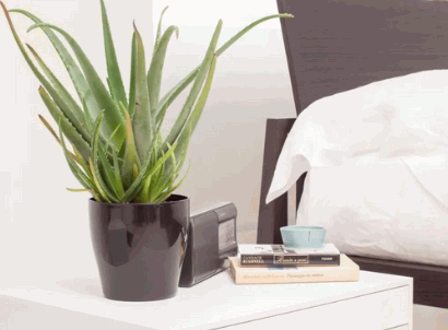 Best Plants For Bedroom 6