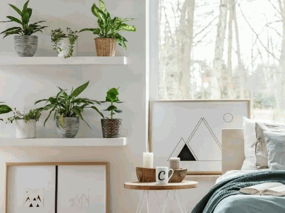 Best Plants For Bedroom 3