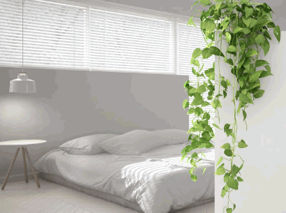 Best Plants For Bedroom 9