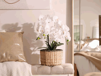 Best Plants For Bedroom 12
