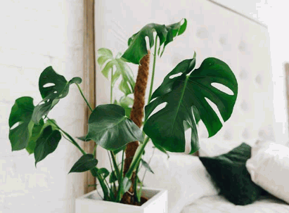 Best Plants For Bedroom 11