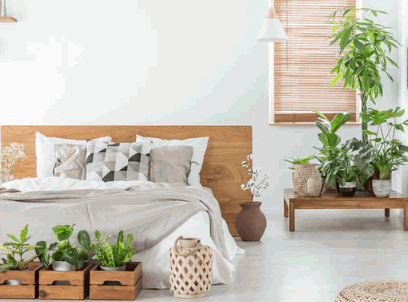 Best Plants For Bedroom 1