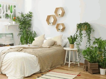 Best Plants For Bedroom 2