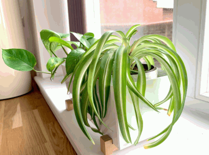 Best Plants For Bedroom 7